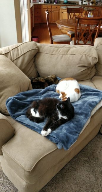 (front to back) Brie, KitKat, and Snickers the cats.