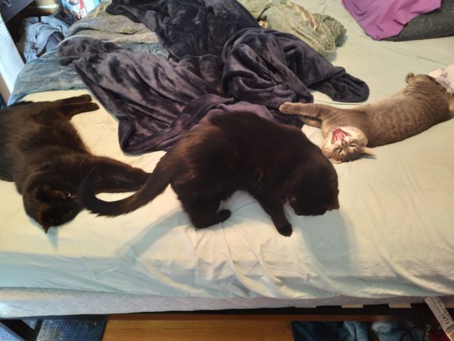 (L to R) Percy, Lucy, and Doja the cats, courtesy of TheatreBloom's Mandy Gunther.