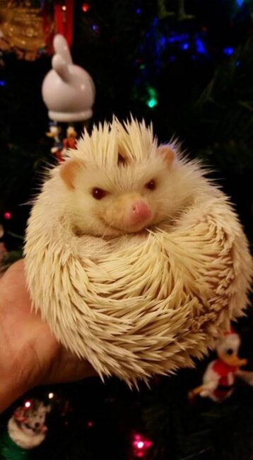 Peeve (the pet) hedgehog. A Boren Family Pet.  