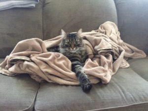 Stormy the cat.