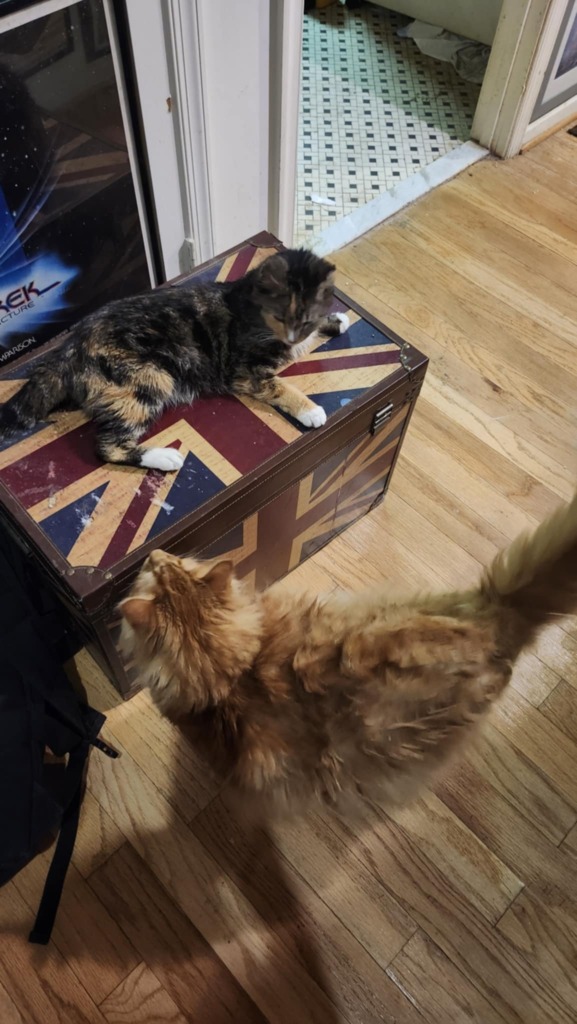 AnthonyCase_Cats
