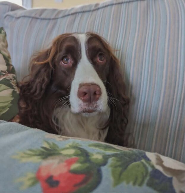 Betty (pictured age 2; now approximately 5) 📷 Maya Keleher